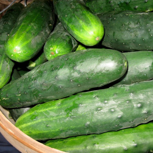 Concombre Marketmore 76 – Bio