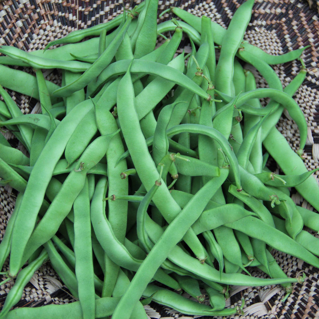 Haricot grimpant Northeaster – Bio