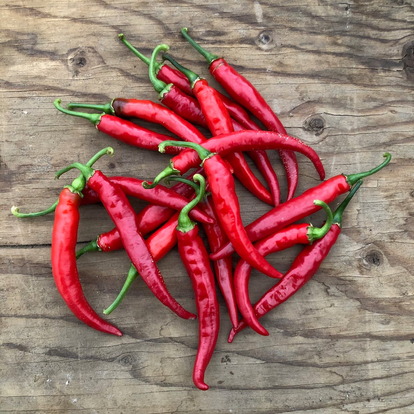 Piment cayenne Ring of Fire – Bio