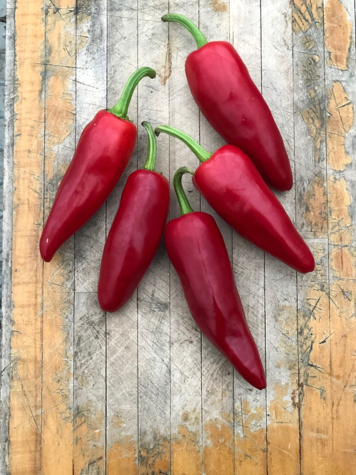 Piment Gorria – Bio