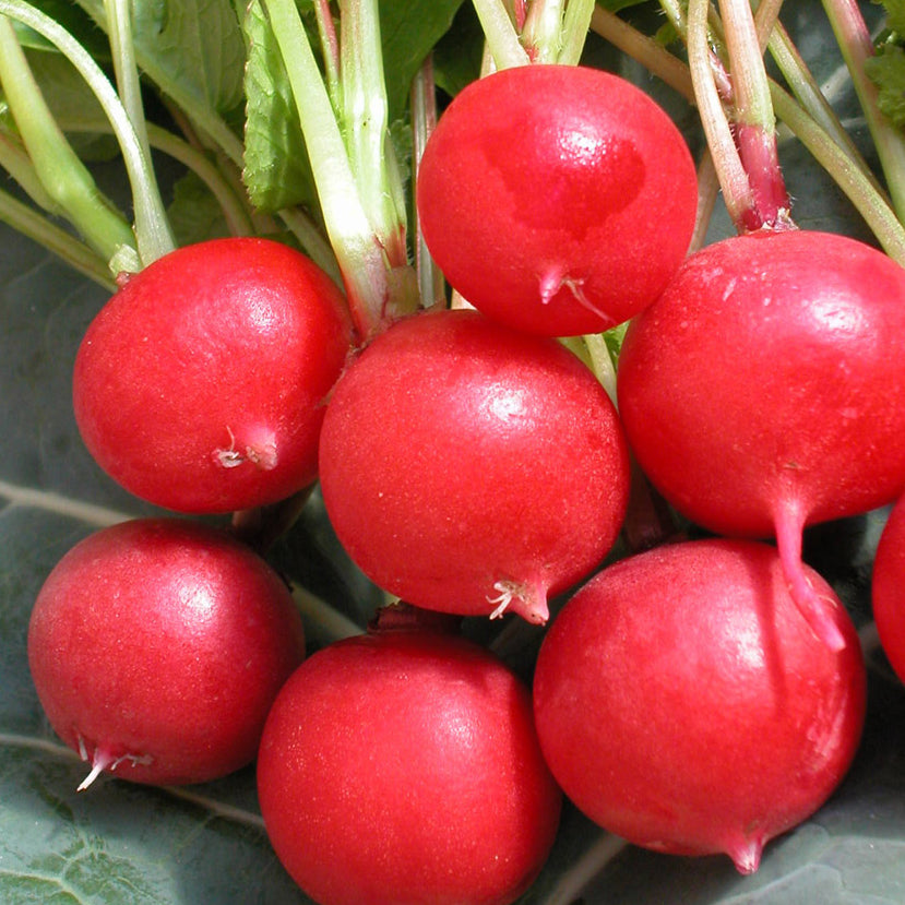 Radis Cherry Belle – Bio