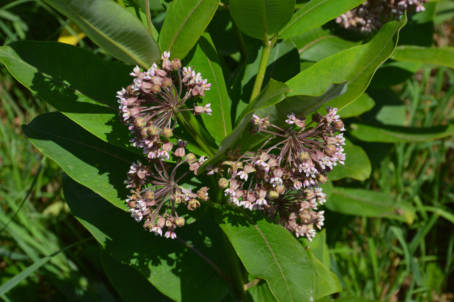 Asclépiade Commune – Bio