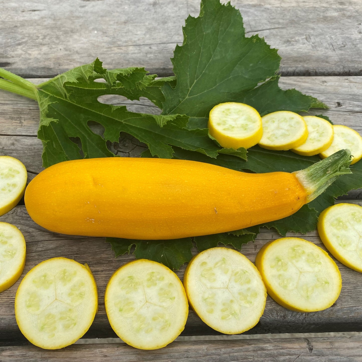 Courgette jaune – Bio
