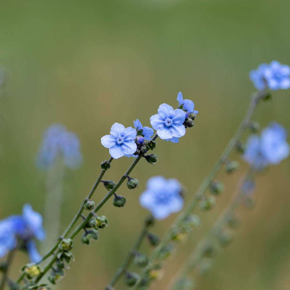 Myosotis chinois – Bio