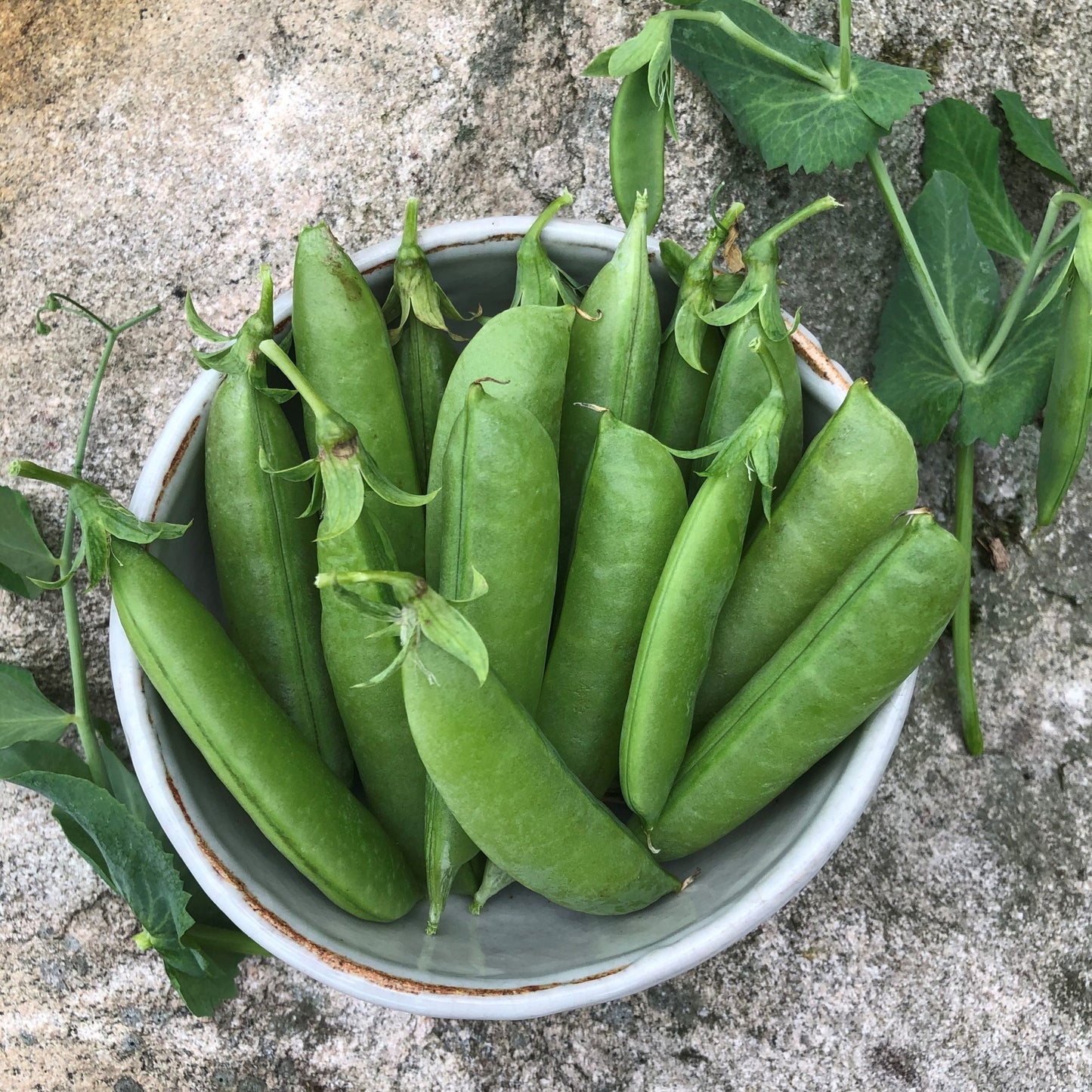 Pois Sugar Snap – Bio