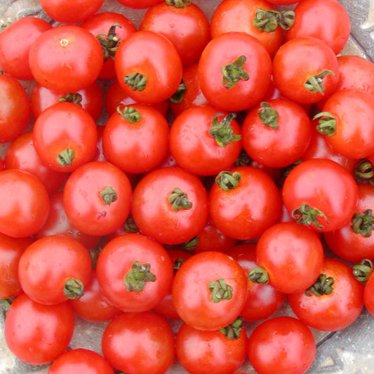 Tomate cerise Sub-Arctic - Bio