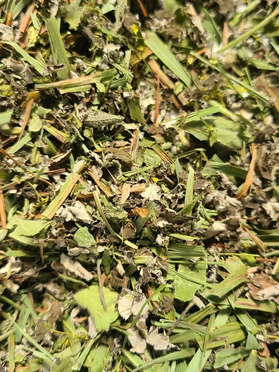 Tisane Gardienne des mémoires