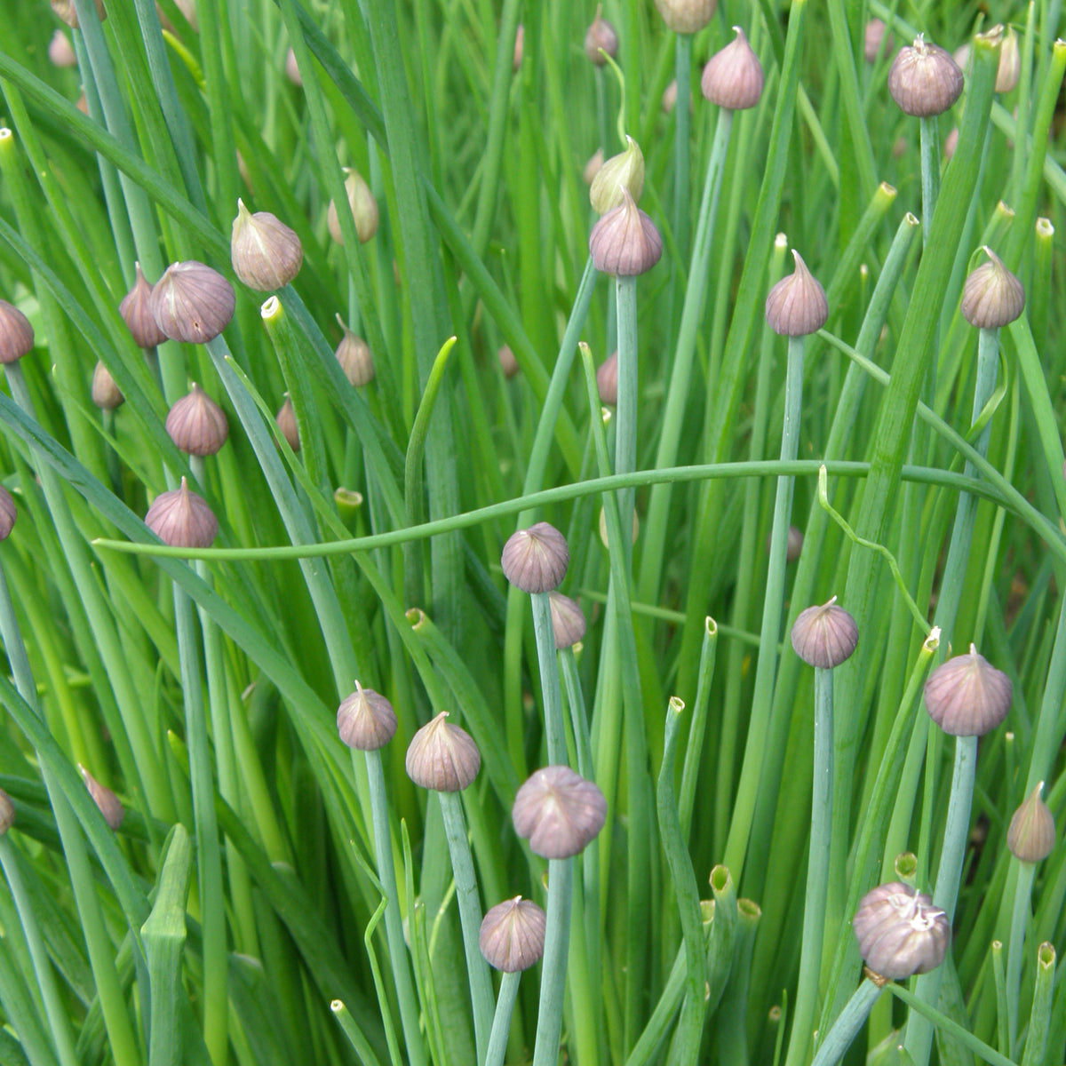 Ciboulette de jardin - Bio