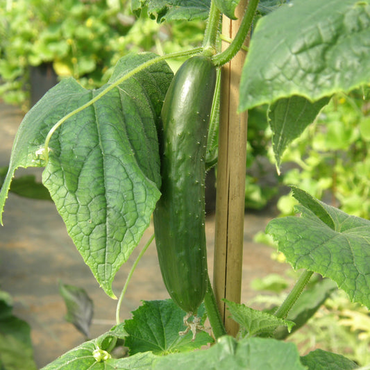 Concombre Libanais Green finger - Bio