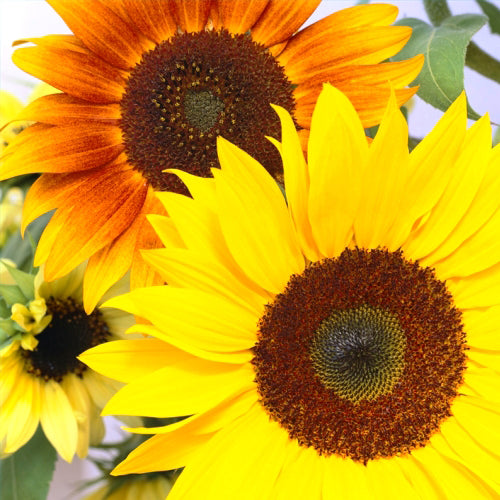 Tournesols d’ornement en mélange – Bio