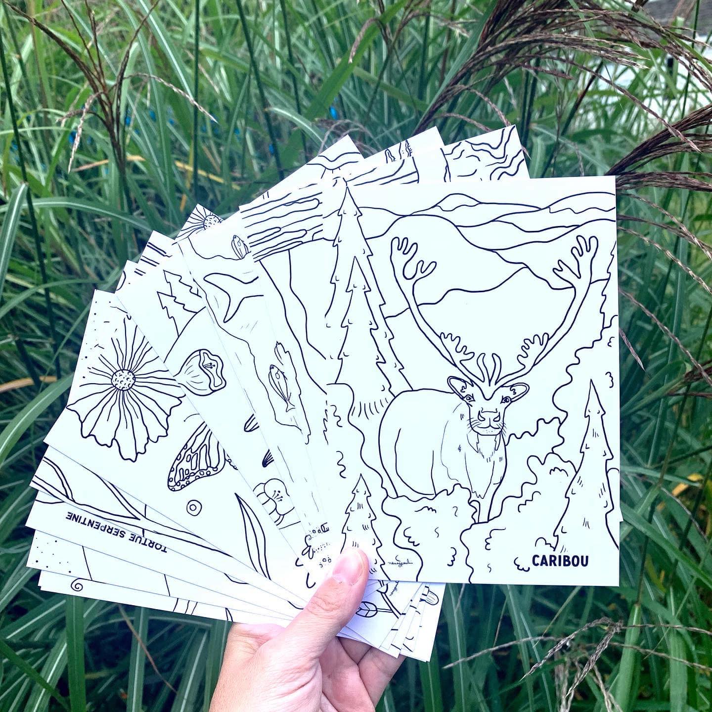 Animaux sauvages du Québec - 10 cartes postales à colorier