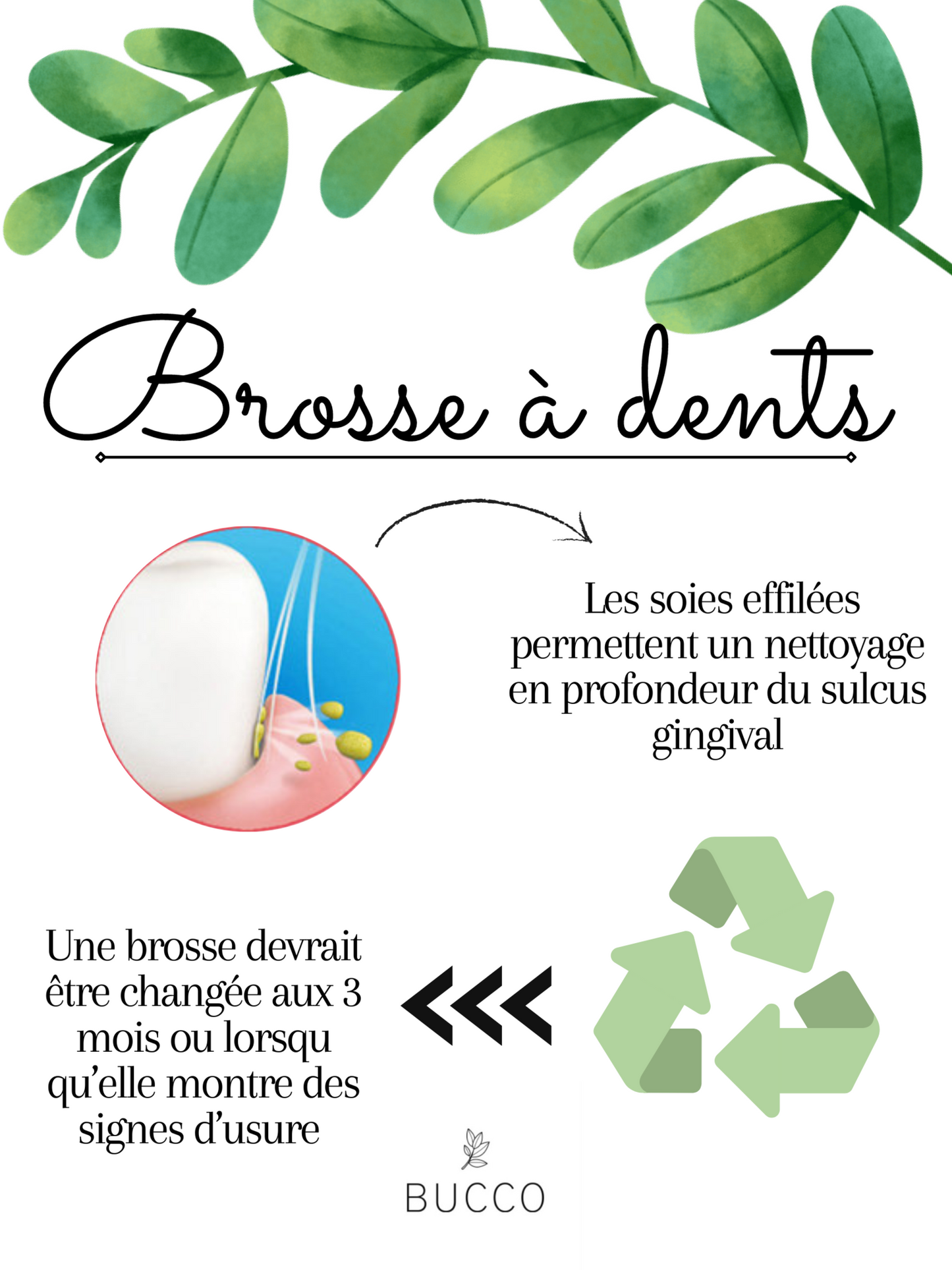 Brosse à dents adulte (bambou)